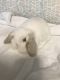 Holland Lop Rabbits for sale in Hermitage, Nashville, TN, USA. price: NA