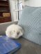 Holland Mini-Lop Rabbits for sale in Westchester County, NY, USA. price: $200