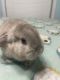 Holland Mini-Lop Rabbits for sale in Shelbyville, Tennessee. price: NA