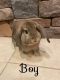 Holland Mini-Lop Rabbits for sale in Lawrence, Kansas. price: $30