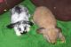 Holland Mini-Lop Rabbits for sale in Stone Mountain, GA, USA. price: NA