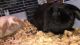 Holland Mini-Lop Rabbits for sale in Howell, NJ, USA. price: NA