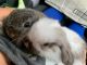 Holland Mini-Lop Rabbits for sale in St. Petersburg, FL, USA. price: $150