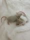 House Mouse Rodents