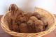Hungarian Vizsla Puppies for sale in Garden Grove, CA, USA. price: NA