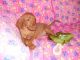 Hungarian Vizsla Puppies for sale in Los Angeles, CA, USA. price: $855