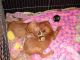 Hungarian Vizsla Puppies for sale in Los Angeles, CA, USA. price: $825