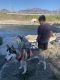 Huntaway Puppies for sale in West Valley City, UT, USA. price: $500