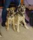 Huntaway Puppies for sale in Mt Wolf, PA, USA. price: NA