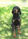 Little Hunter - Coonhound Puppy For Sale