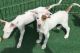 Ibizan Hound Puppies for sale in Worcester, MA, USA. price: NA