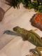 Iguana Reptiles