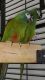 Illigers Macaw Birds for sale in Cincinnati, OH, USA. price: NA