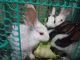 Indian Hare Rabbits for sale in Balikuda, Gopalpur, Odisha, India. price: 150 INR