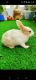 Indian Hare Rabbits for sale in Beharbari, Guwahati, Assam, India. price: 1800 INR