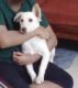 Indian Pariah Dog Puppies for sale in Lodha Palava Codename Central Park 2, Maharashtra 421204. price: NA