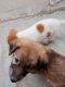 Indian Pariah Dog Puppies for sale in Najafgarh Rd, Block A, Sewak Park, Dwarka, Delhi, India. price: NA