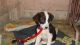 Indian Pariah Dog Puppies for sale in Alderson, WV 24910, USA. price: NA