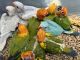 Indian Ringneck Birds for sale in Forest Hills, Queens, NY 11375, USA. price: NA
