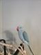Indian Ringneck Birds for sale in Rochester, New York. price: $600