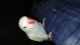 Indian Ringneck Birds for sale in Selden, NY, USA. price: $360