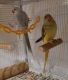 Indian Ringneck Birds for sale in Brooklyn, NY, USA. price: $1,500