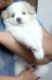 Indian Spitz Puppies for sale in Thane, Maharashtra, India. price: 7000 INR