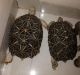 Indian Star Tortoise Reptiles for sale in Chikoowadi, Borivali West, Mumbai, Maharashtra, India. price: NA