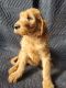 Irish Doodles Puppies for sale in Sylvester, GA 31791, USA. price: NA