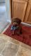Irish Doodles Puppies for sale in Groesbeck, OH 45247, USA. price: $800