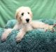 Irish Doodles Puppies for sale in Dundee, OH 44624, USA. price: $450