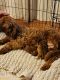 Irish Doodles Puppies for sale in 900 Mangrove Ave, Chico, CA 95926, USA. price: $1,600