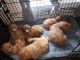 Irish Doodles Puppies for sale in New Carrollton, MD, USA. price: $800