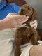Irish Doodles Puppies for sale in Morehead, KY 40351, USA. price: NA