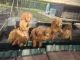 Irish Doodles Puppies for sale in New Carrollton, MD, USA. price: $500