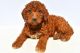 Irish Doodles Puppies for sale in Dundee, OH 44624, USA. price: $600