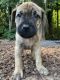 Irish Mastiff Hound Puppies for sale in Port Orchard, WA, USA. price: NA