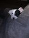 Irish Mastiff Hound Puppies for sale in Galloway, NJ, USA. price: NA