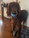 Irish Setter, Female 1 year old for sale