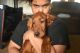 Irish Setter Puppies for sale in Shickshinny, PA 18655, USA. price: NA