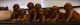 Irish Setter Puppies for sale in Dallas, TX, USA. price: NA