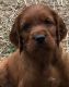 Irish Setter Puppies for sale in Iron Mountain, MI, USA. price: NA