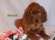 Irish Setter Puppies for sale in Linden, WI 53553, USA. price: NA