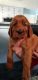 Irish Setter Puppies for sale in Logan, UT, USA. price: $800