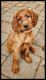 Irish Setter Puppies for sale in Kalamazoo, MI, USA. price: $900