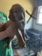 Irish Setter Puppies for sale in Herington, KS 67449, USA. price: $900