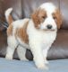 Irish Setter Puppies for sale in Honolulu, Hawaii. price: $400