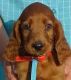 irish setter puppy now available