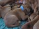 Irish Setter Puppies for sale in Los Angeles, CA, USA. price: NA