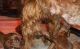 Irish Setter Puppies for sale in Austin, TX, USA. price: NA